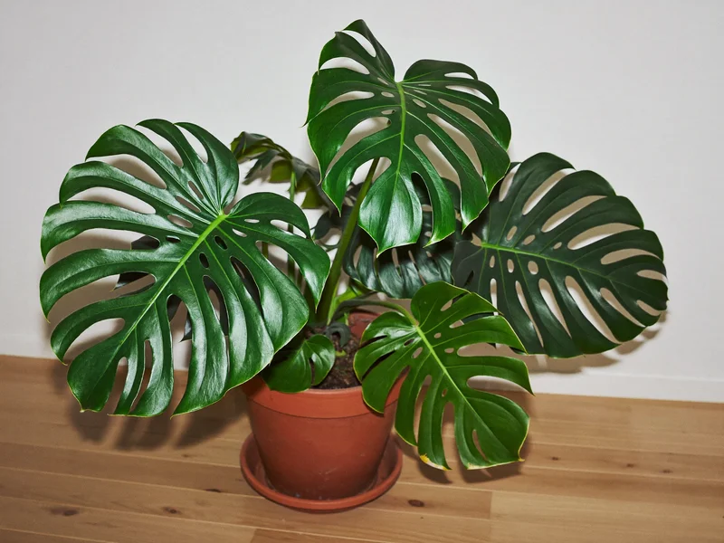 Grande Monstera deliciosa in vaso di terracotta, accanto a una parete bianca