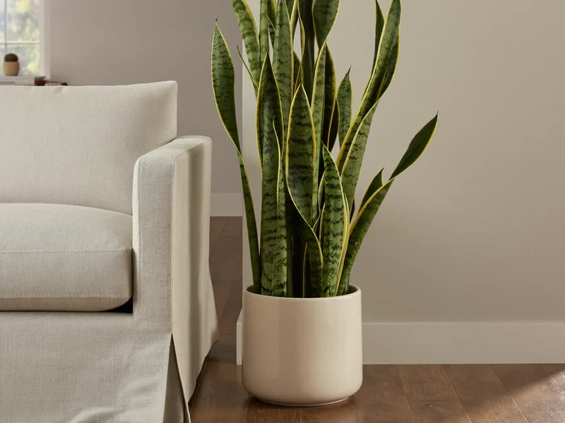 Sansevieria alta in vaso color crema, vicino a una poltrona in lino