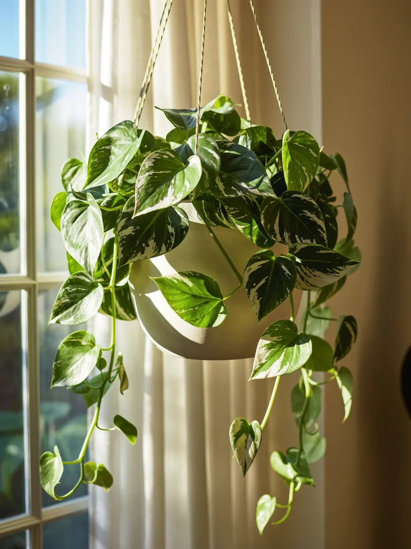 Pothos rampicante in un vaso sospeso, vicino a una finestra con tende leggere